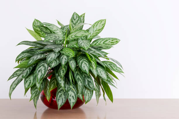 Secrets to a Vibrant Variegated plant