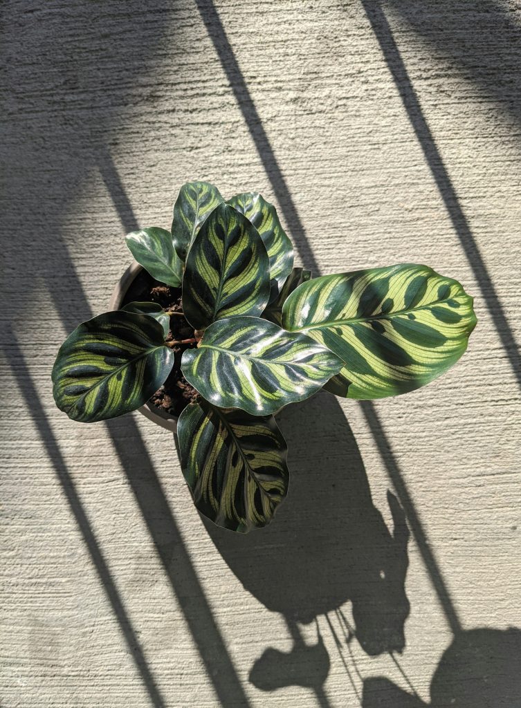 calathea makoyanan_plant alternative