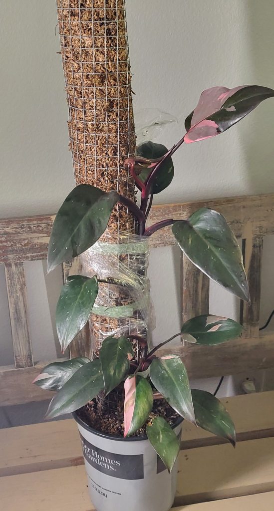 Philodendron pink princess_moss poles