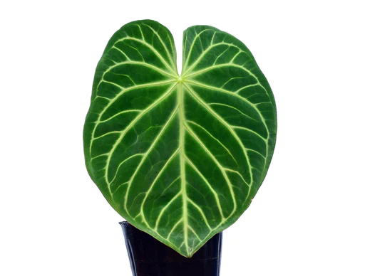 Anthurium_regale/magnificum