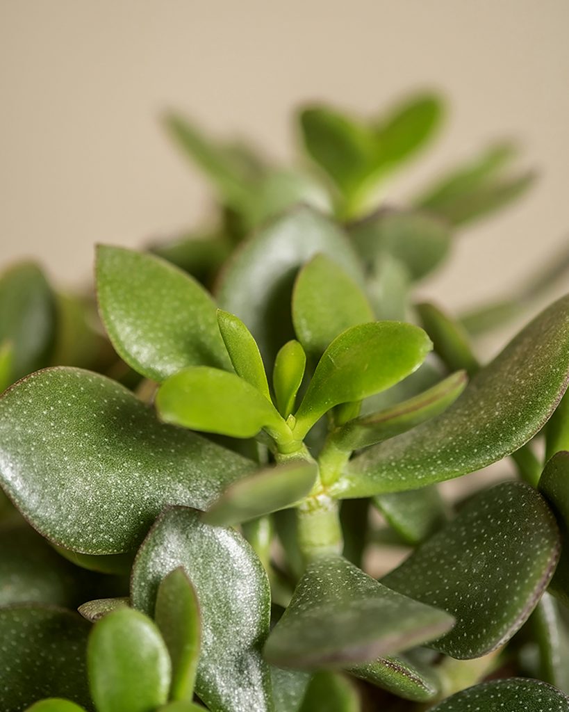 "Jade" Crassula ovata_cuttings