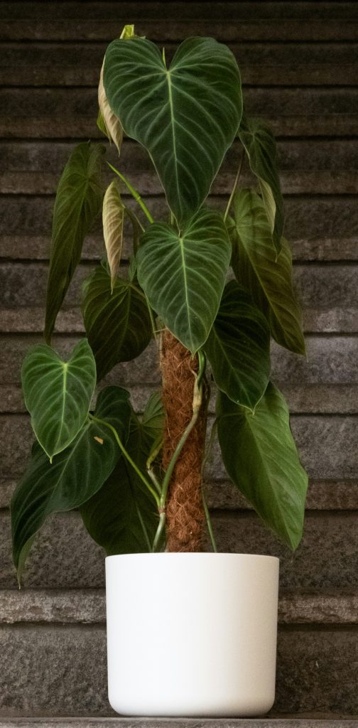 moss pole with Philodendron gloriosum