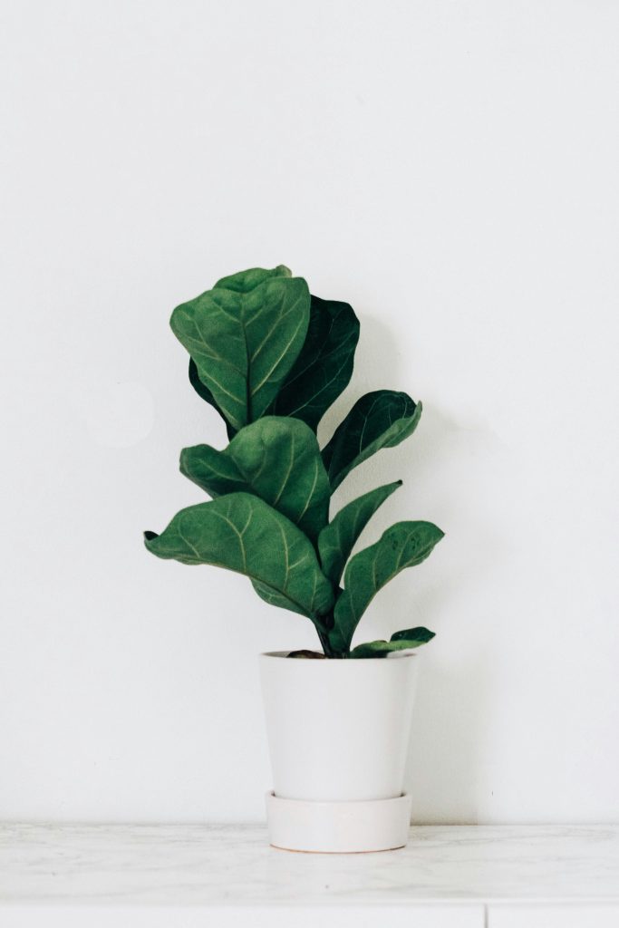 "fiddle leaf fig" Ficus lyrata_big box store