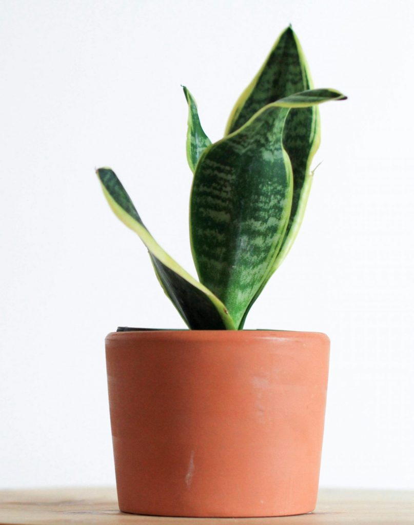 Snake Plant- Draceana trufascuata_big box store