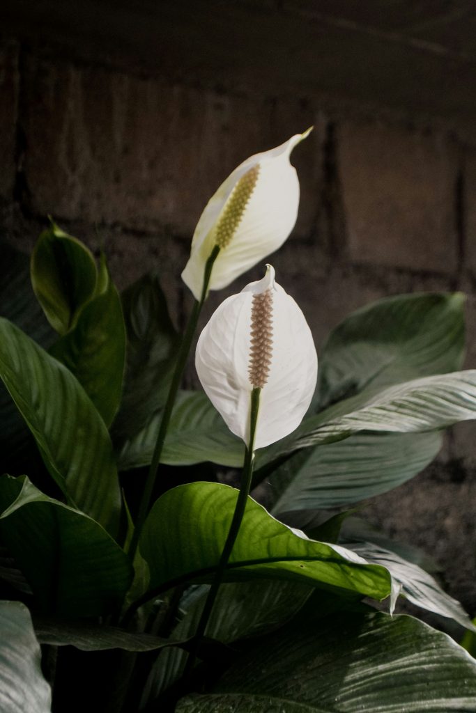 "peace lily" Spathiphyllum_big Box Store