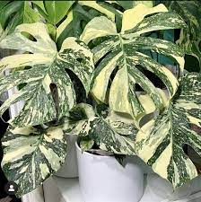 monstera-thai-constellation_plants on Amazon