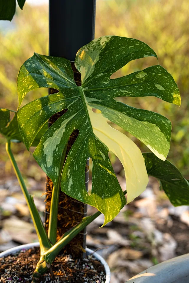 Spotlight on Monstera Thai Constellation: This Month’s Variegated Star