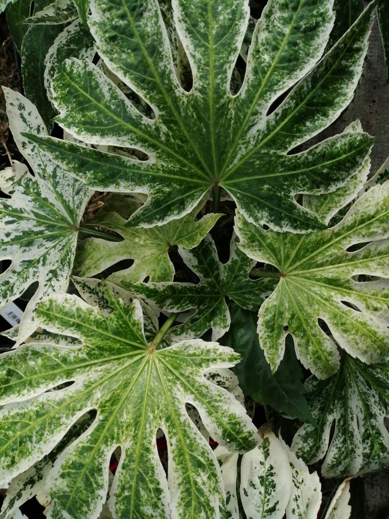 variegated Fatsia Japonica