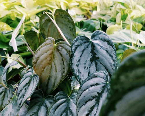 Decoding Plant Variegation: The Ultimate Guide