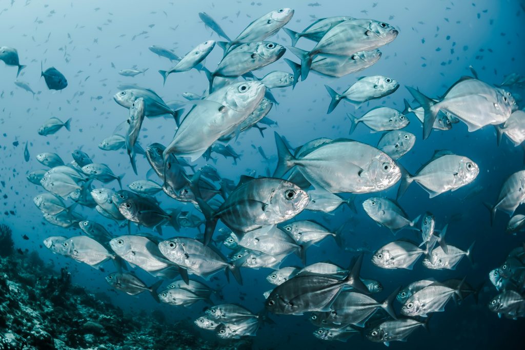 school of fish