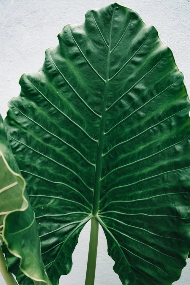 2025’s Best Alocasia Varieties: A Complete Growing Guide