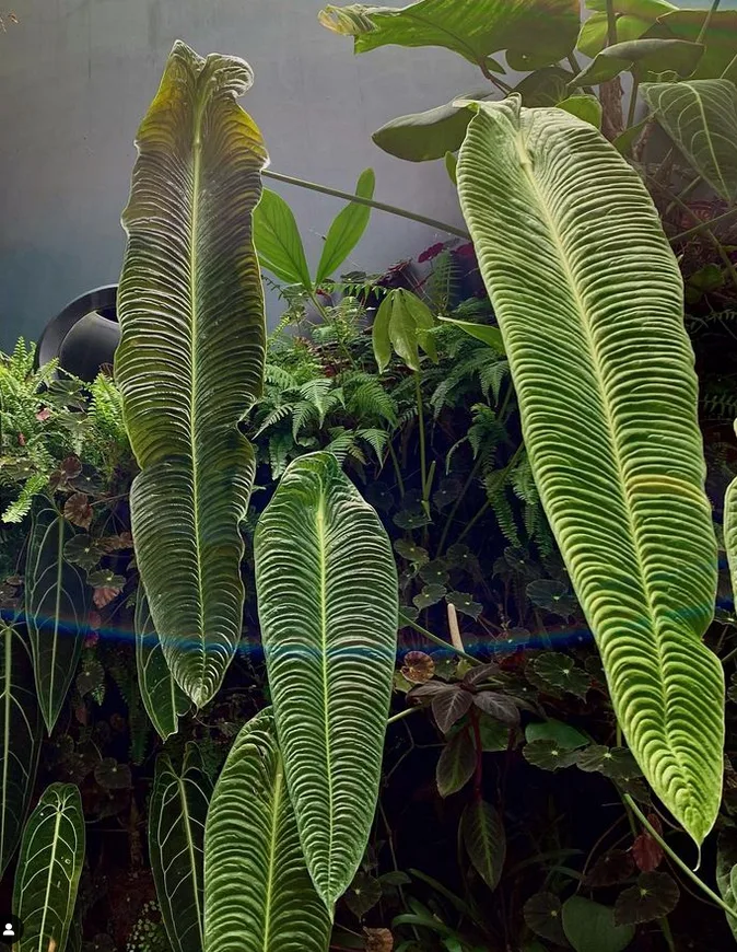 anthurium veitchii "king" trending Anthuriums