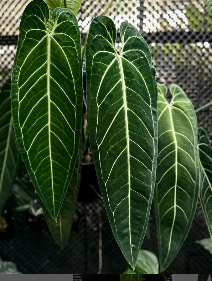  Anthurium warocqueanum trending Anthuriums