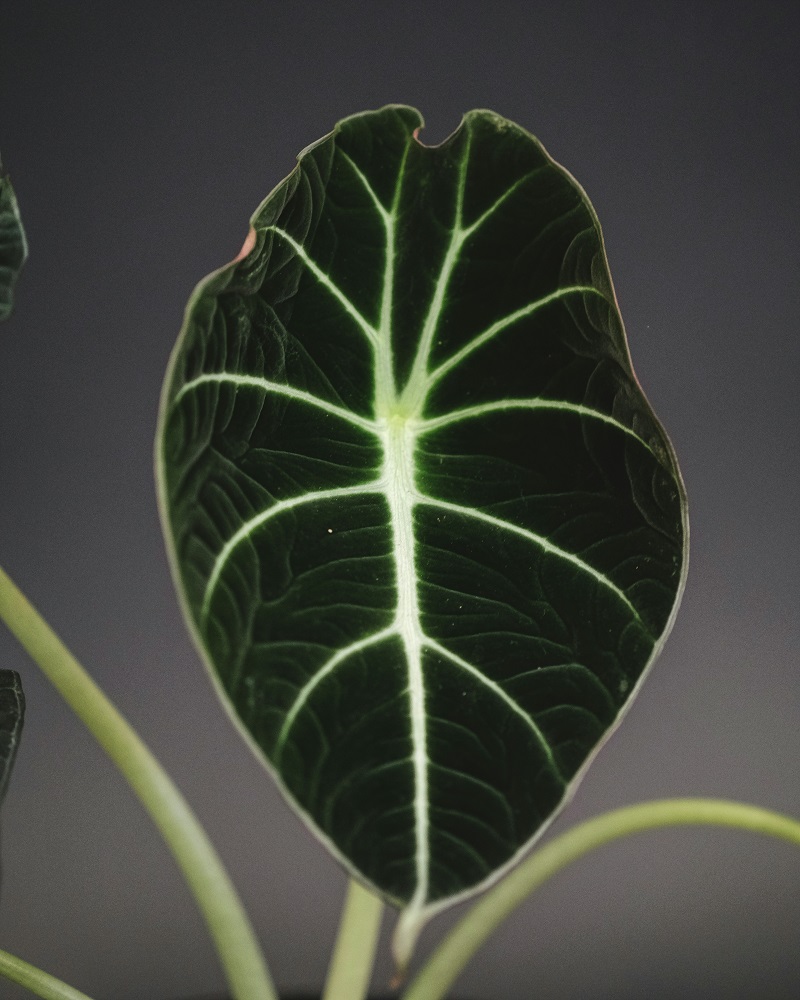 best alocasia