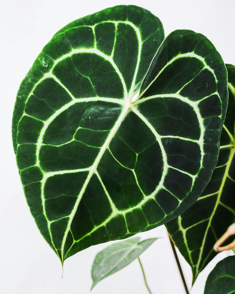 Anthurium Clarinervium, trending Anthuriums