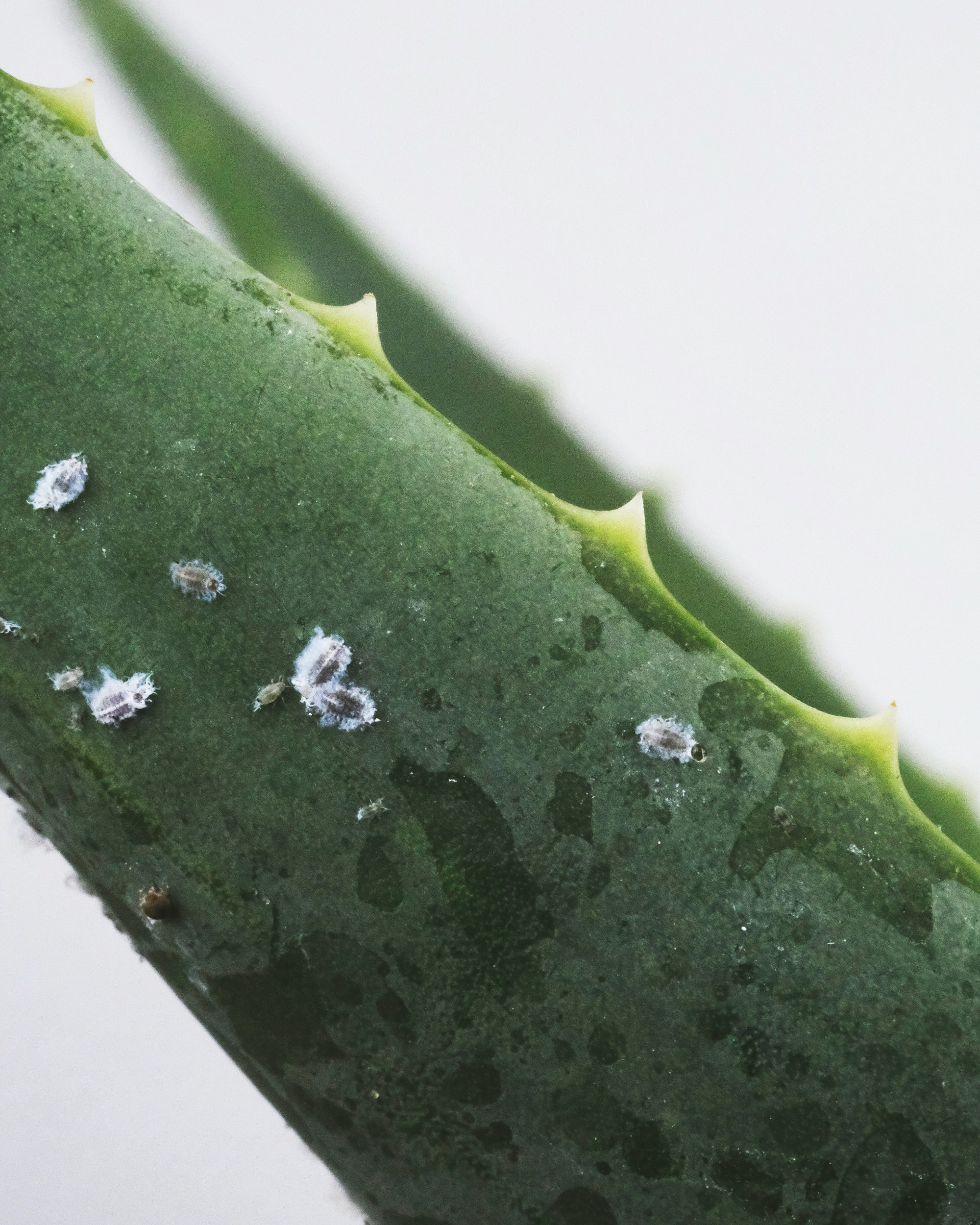 Mealybugs; Pros and Cons of Popular Ways for Removal