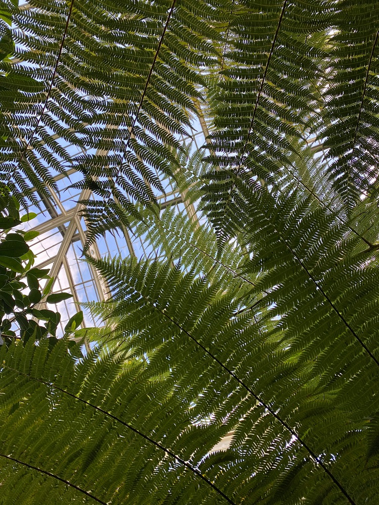 ferns_plant alternative