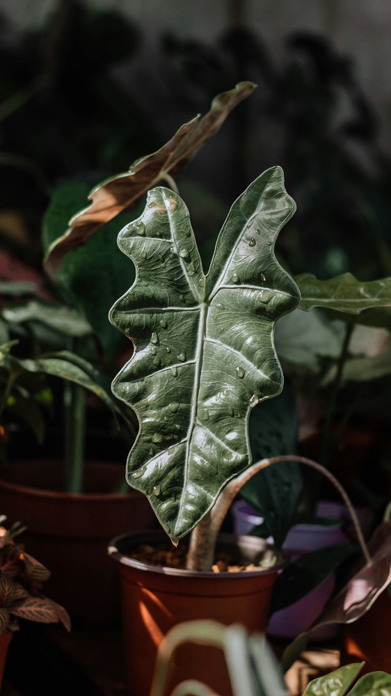 best alocasia