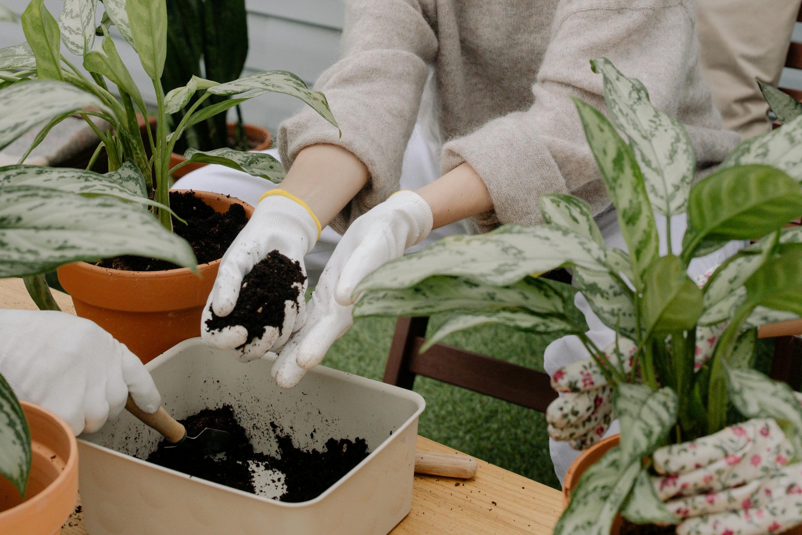 The Ultimate Guide to Re-potting: Thriving Plants That Love Tight Spaces