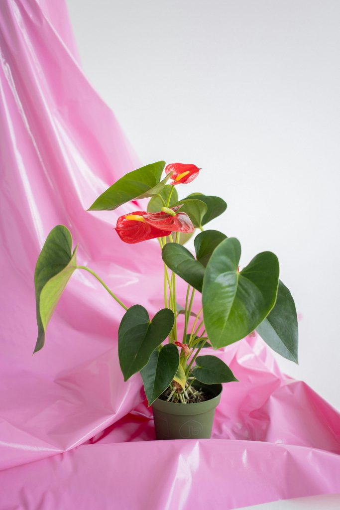 Anthurium andraenum (Flamingo flower) trending Anthuriums