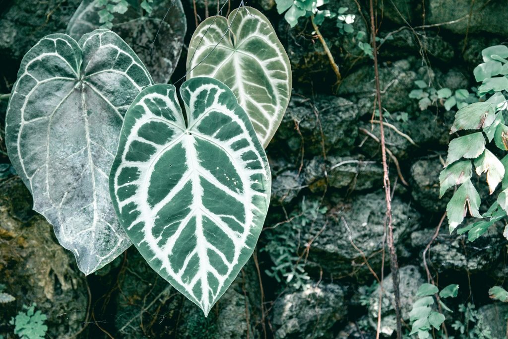 Anthurium cristalalinum trending Anthuriums