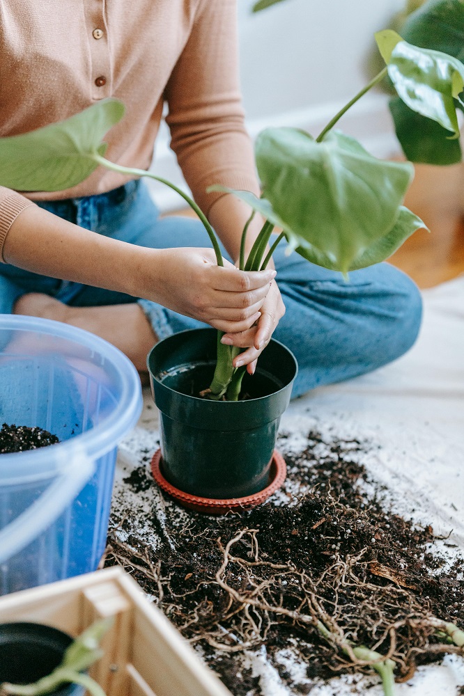 re-potting a monstera deliciosa