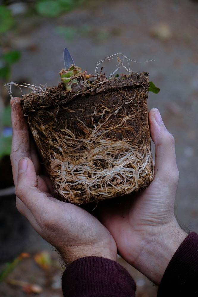 re-potting rootbound