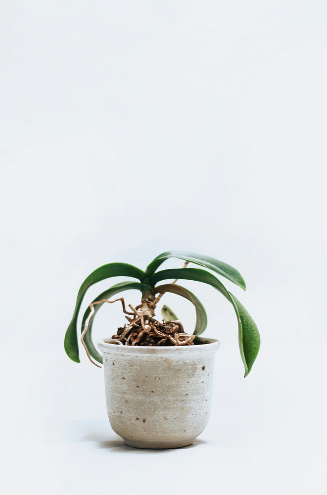 rootbound orchid_re-pot