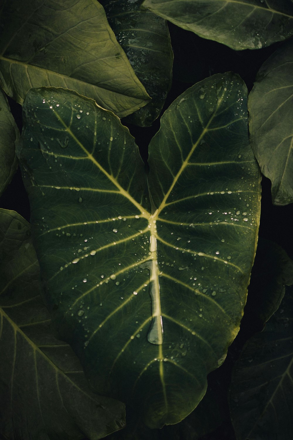 2024’s Best Alocasia Varieties: A Complete Growing Guide