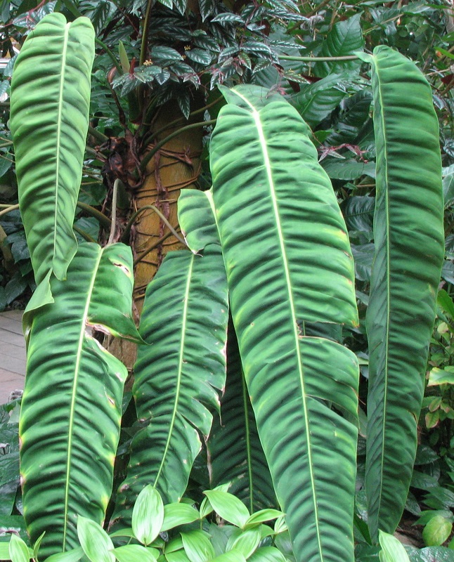 Philodendron Patriciae_must have