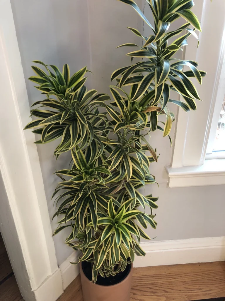 dracaena reflexa-beginner plants