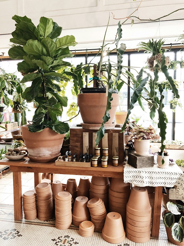 terracotta/Clay pots_planters