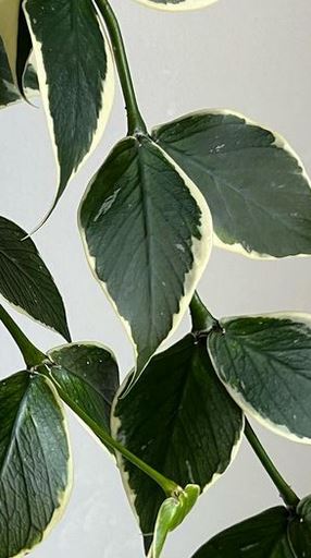 hoya polyneura outer variegation
