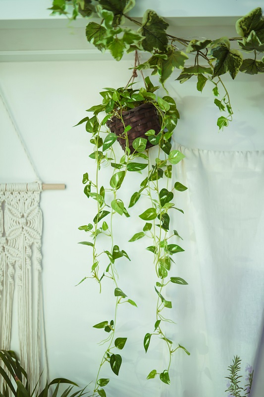 Beginner-Friendly Houseplants: The Best Choices For Your Home