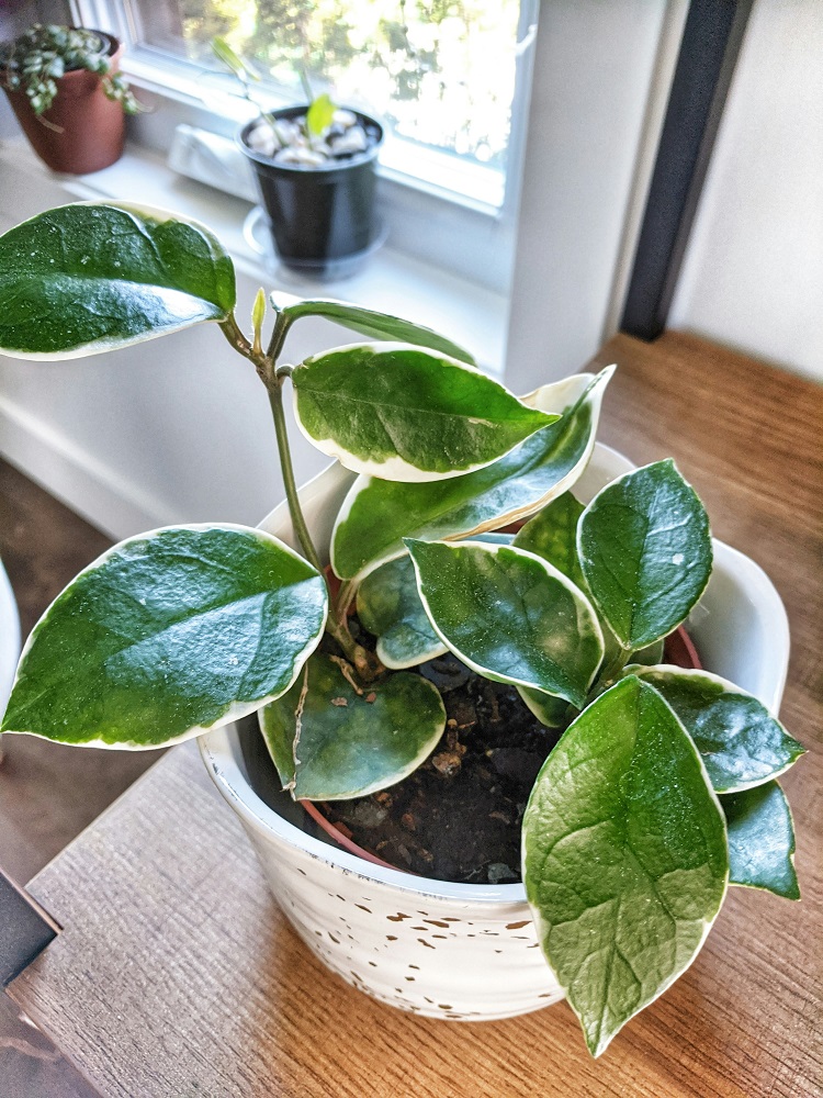 hoya polyneura
