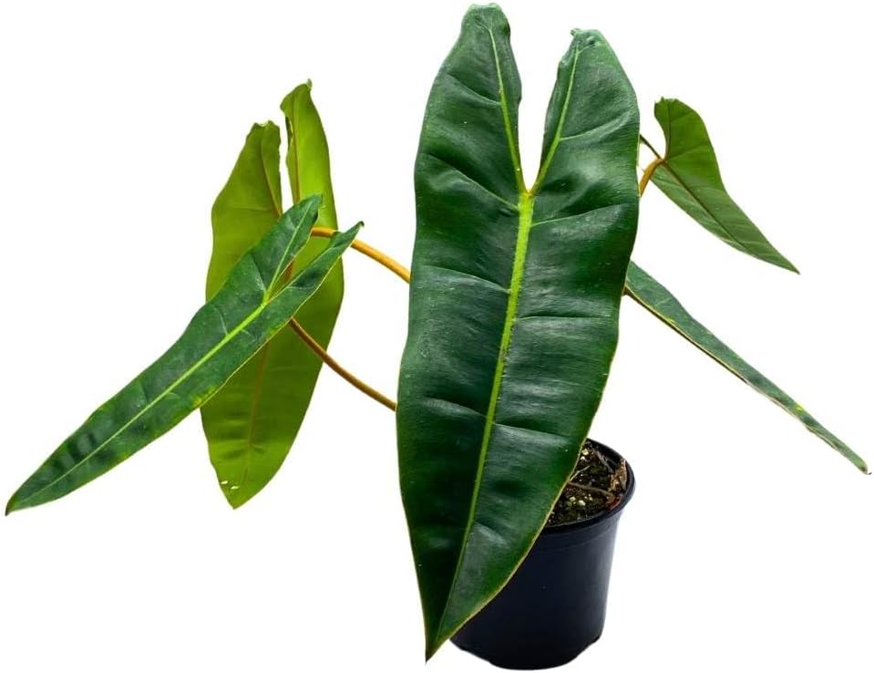 Billietiae_plants on Amazon