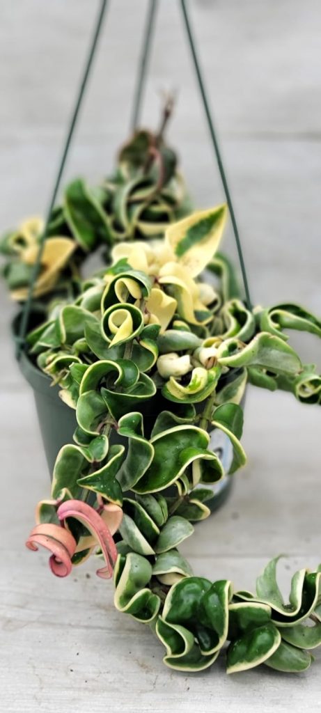 Hoya variegated compacta_plants on Amazon