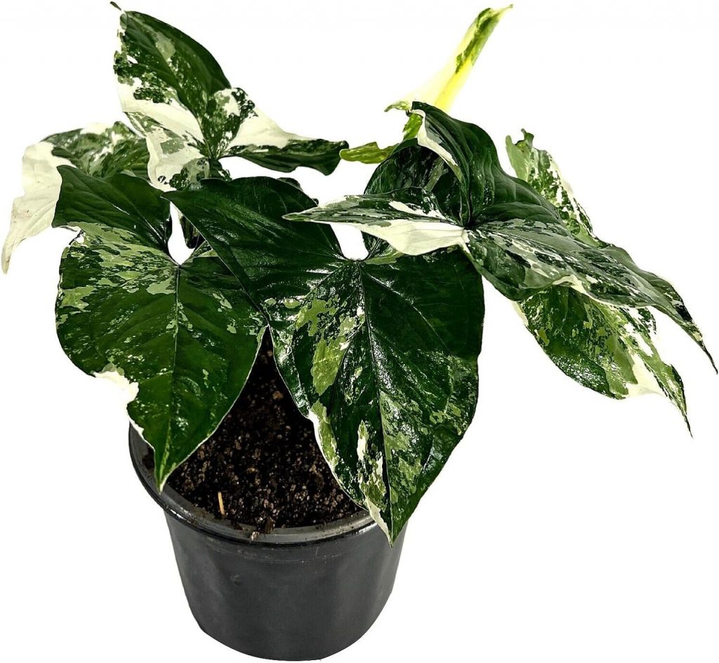 Syngonium Podophyllum Albo_plants on Amazon