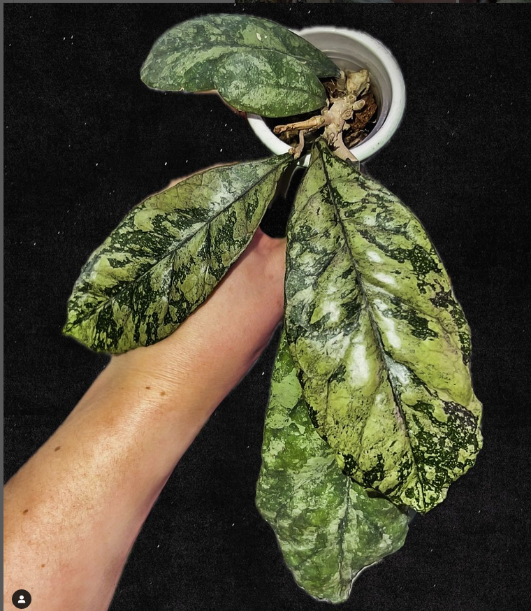 hoya substrate