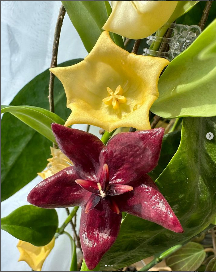 Hoya Megalaste_hoya substrate