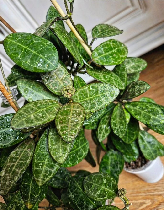 How To Create The Ideal Soil Mix For Lush Hoya Growth