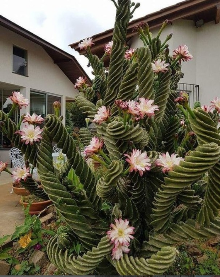 Spiral cactus Cerus Forbesii_9 rare cacti on amazon