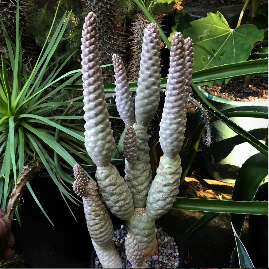 pine con cactus Tephrocactus articulatus_9 rare cacti on amazon