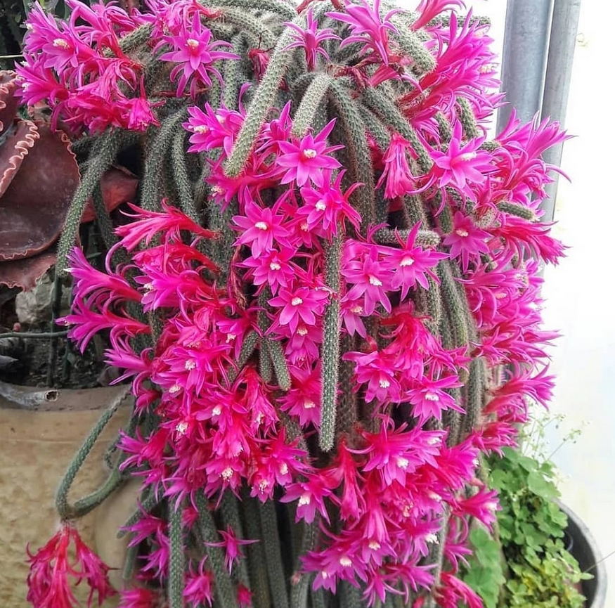 rat tail cactus aporocatus flagelliformis_9 rare cacti on Amazon
