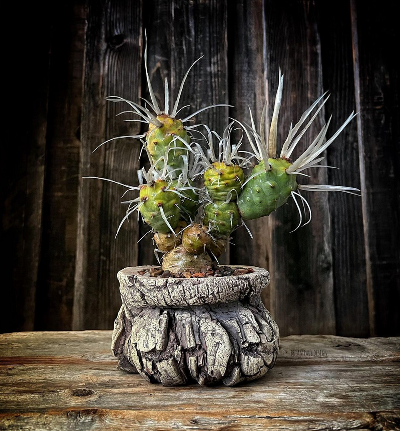 paper spine /pine cone cactus Tephrocactus Articulatus_