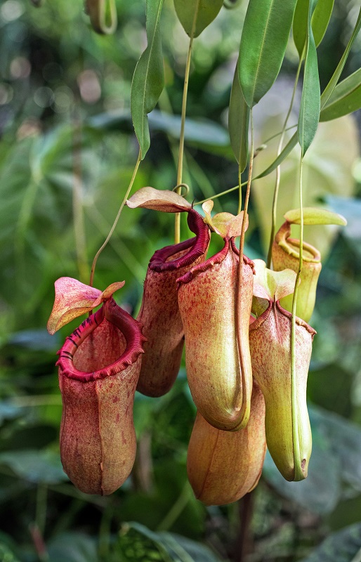 Nepenthes_10 Amazon plants