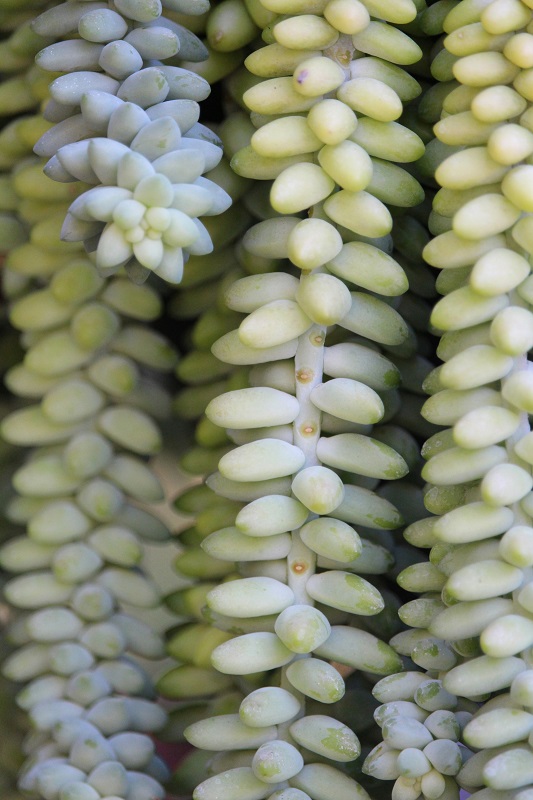 Donkey tail_bottom watering