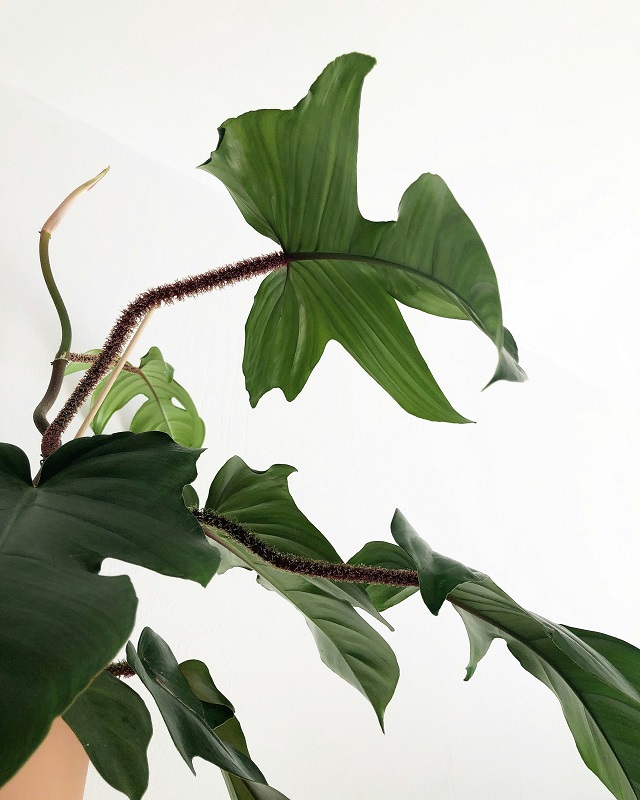 philodendrons_blood meal