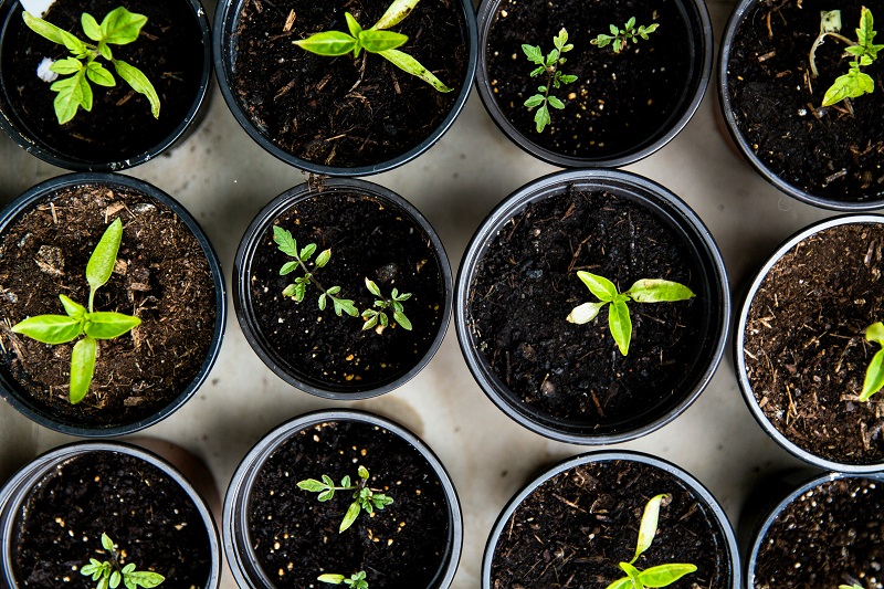 seedlings_bottom watering