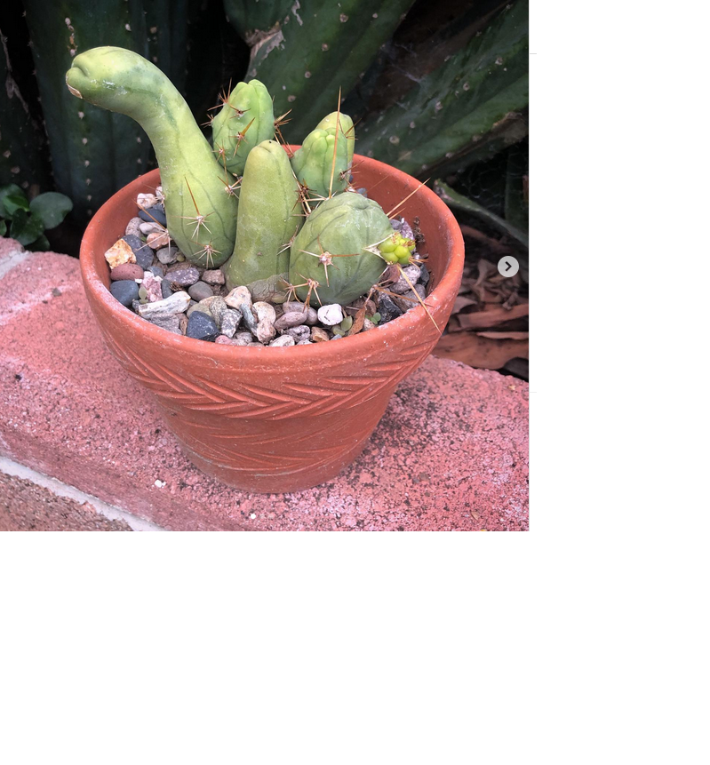 penis cactus